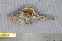 藏品(紋寄居蟹)的圖片